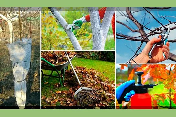 Подготовка к зиме Слива Персиковая Мичурина10