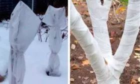 Подготовка к зиме сорт яблок Осеннее полосатое13