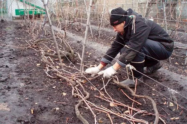 Подготовка к зиме винограда Родина16