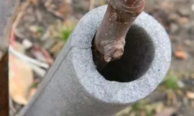 Подготовка к зиме яблони Чёрный принц7