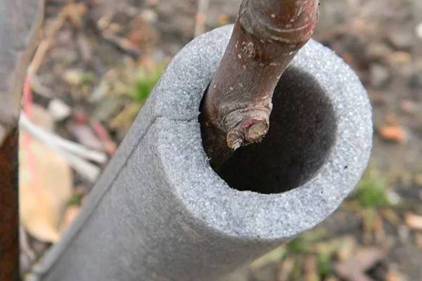 Подготовка к зиме яблони Чёрный принц7