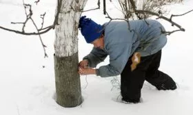 Подготовка к зиме яблони Память Ульянищева9