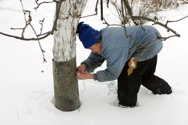 Подготовка к зиме яблони Память Ульянищева9