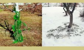 Подготовка к зиме яблони Славянка7