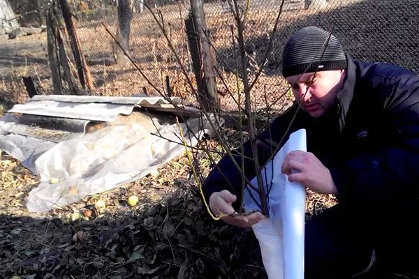 Подготовка к зиме яблони Ветеран11