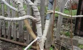 Подготовка к зиме Яблоня Голден Делишес16