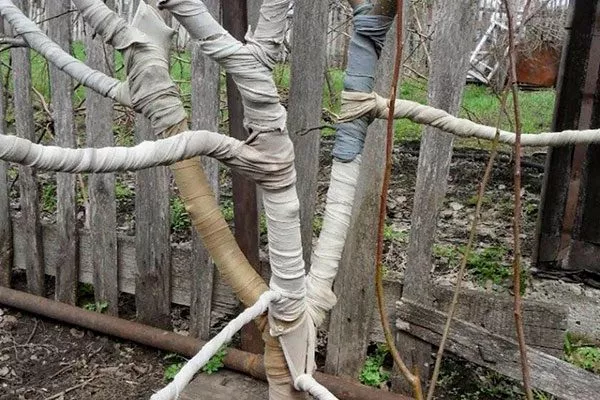 Подготовка к зиме Яблоня Голден Делишес16