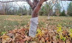 Подготовка к зимовке яблони Антей5