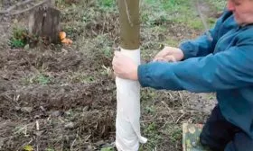 Подготовка к зимовке яблони Райская12