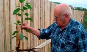 Подготовка молодых саженцев яблони Райская13