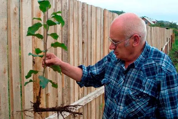 Подготовка молодых саженцев яблони Райская13
