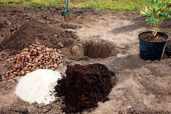 Подготовка почвы и выбор места посадки пиона Топ Брасс12