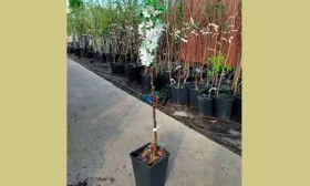 Подготовка посадочного материала и правила посадки яблони Чёрный принц8