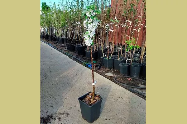 Подготовка посадочного материала и правила посадки яблони Чёрный принц8