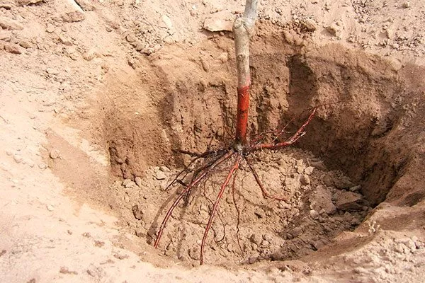 Подготовка посадочной ямы