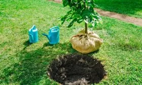 Подготовка посадочной ямы яблони Байя Мариса10