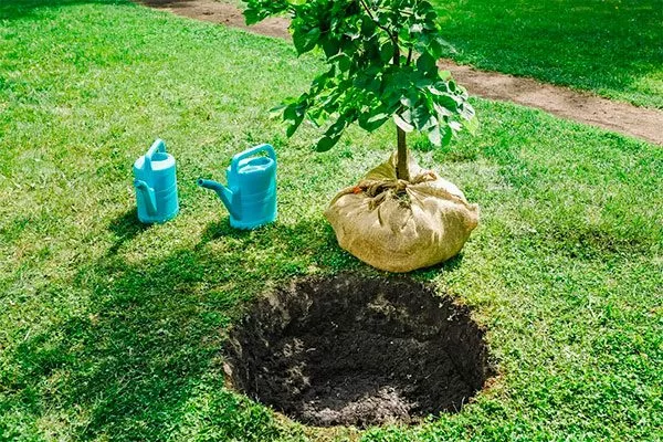 Подготовка посадочной ямы яблони Байя Мариса10