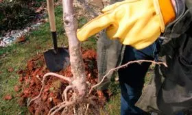 Подготовка саженца к посадке яблони Штрейфлинг16 яблони Штрейфлинг16