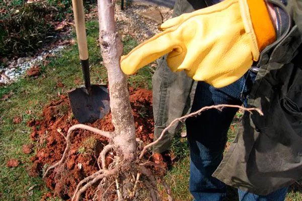 Подготовка саженца к посадке яблони Штрейфлинг16 яблони Штрейфлинг16