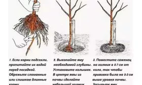 Подготовка саженца яблони Антей6