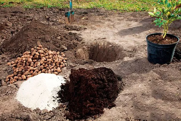 Подготовка участка пиона Сонома Хало9