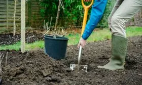 подготовка участка яблони Ветеран12