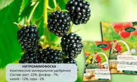 Подкормка ежевики сорта Вождь Джозеф6