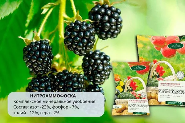 Подкормка ежевики сорта Вождь Джозеф6