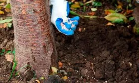 Подкормка груша Санреми7