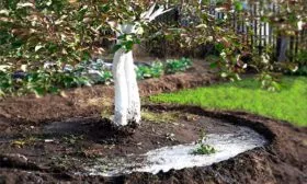 Подкормка и полив яблони Память Ульянищева10