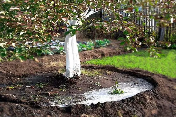 Подкормка и полив яблони Память Ульянищева10