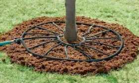 Подкормка и полив Яблоня Бельфлёр-китайка9