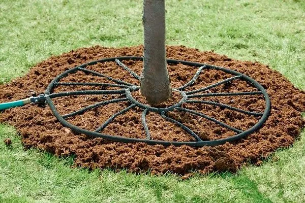 Подкормка и полив Яблоня Бельфлёр-китайка9