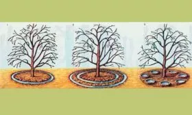 Подкормка и уход за приствольным кругом Яблоня Аркад12