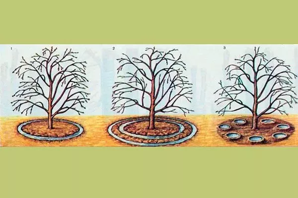 Подкормка и уход за приствольным кругом Яблоня Аркад12