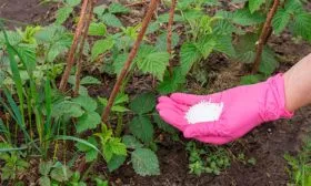 Подкормка малины Кримсон найт8