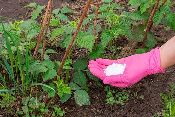 Подкормка малины Кримсон найт8