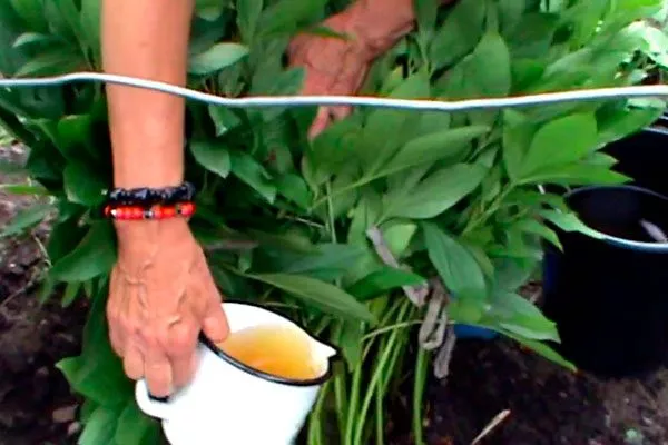 подкормка пиона Топ Брасс13