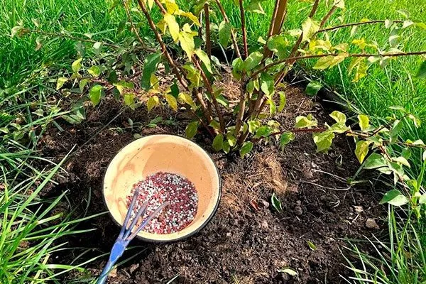 подкормка сливы Белоснежка5