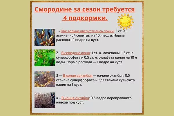 Подкормка смородины Деликате12