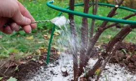 подкормка смородины Сибирская8