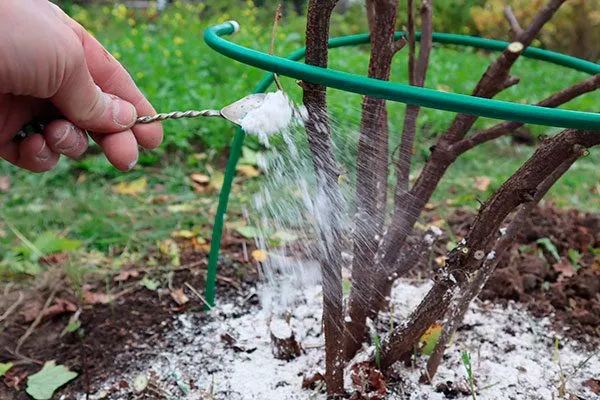 подкормка смородины Сибирская8