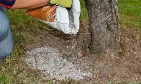 Подкормка, удобрение