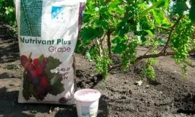 подкормка винограда Мальвазия20