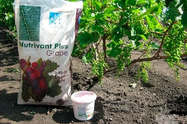 подкормка винограда Мальвазия20
