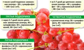 Подкормка винограда Родина17