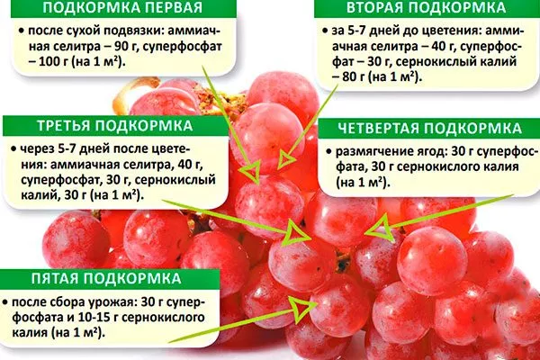 Подкормка винограда Родина17