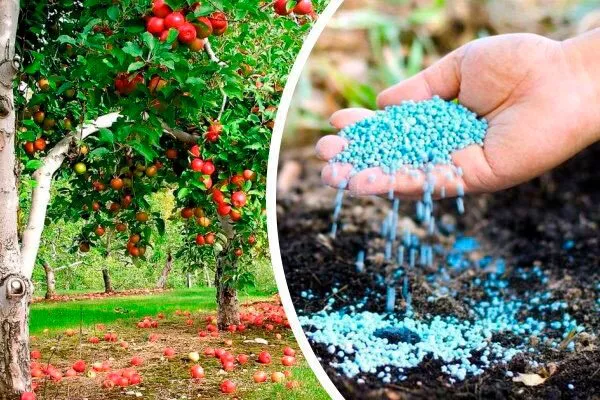 Подкормка яблони Райская14