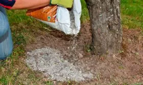 Подкормка яблони Славянка8