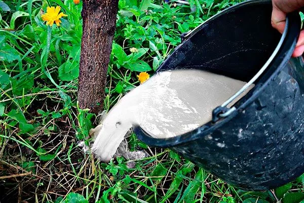 Подкормка яблони Ветеран13